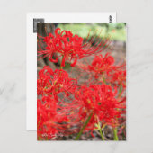 Red Spider Lily :Briefkaart Briefkaart (Voorkant / Achterkant)