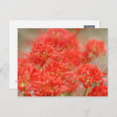 Red Spider Lily :Briefkaart Briefkaart (Voorkant / Achterkant)