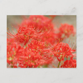 Red Spider Lily :Briefkaart Briefkaart