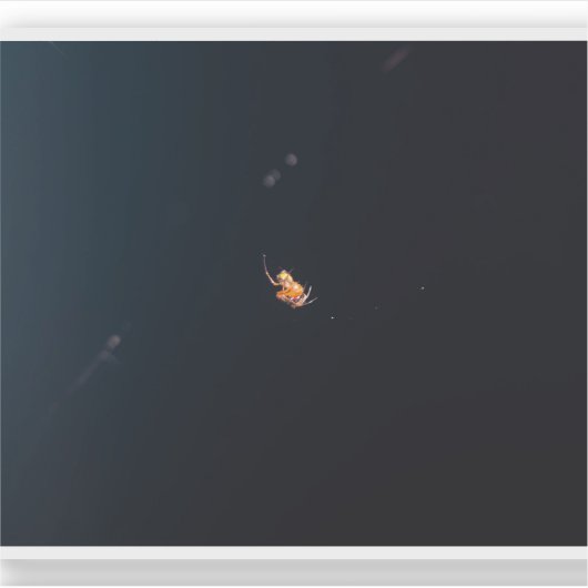 Red Spider Sticker (Voorkant)
