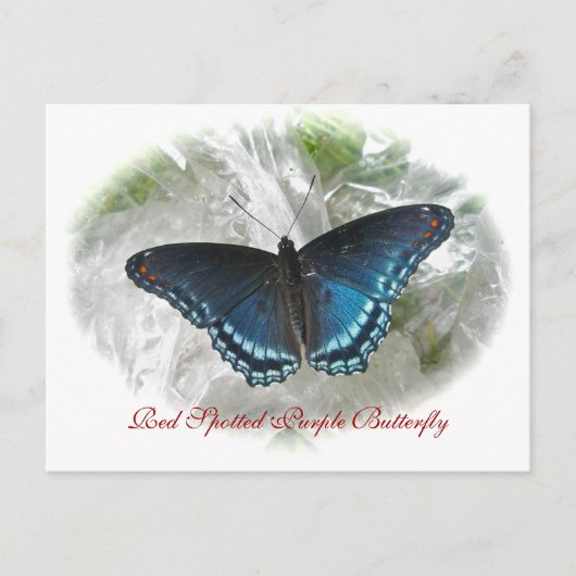 Red Spotted Paars Butterfly Series Briefkaart (Voorkant)
