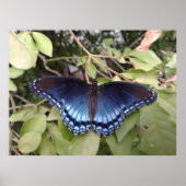 Red-spotted Purple Butterfly, Ohio Poster (Voorkant)