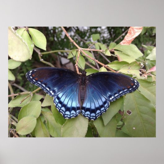 Red-spotted Purple Butterfly, Ohio Poster (Voorkant)