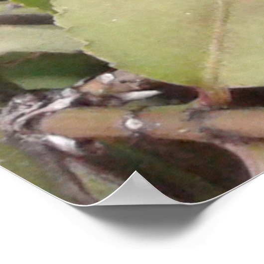 Red-spotted Purple Butterfly, Ohio Poster (Hoek)