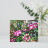 Red Spring Hawthorn Briefkaart (Staand voorkant)