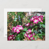 Red Spring Hawthorn Briefkaart (Voorkant / Achterkant)