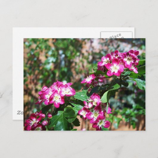 Red Spring Hawthorn Briefkaart (Voorkant / Achterkant)