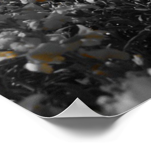 Red Spring Tulips Poster (Hoek)