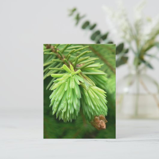 Red Spruce Sprouts Briefkaart (Staand voorkant)
