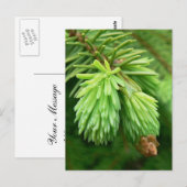 Red Spruce Sprouts Briefkaart (Voorkant / Achterkant)