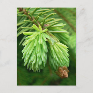Red Spruce Sprouts Briefkaart