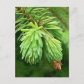 Red Spruce Sprouts Briefkaart (Voorkant)
