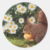 Red Squirrel and Daisies Cute Photo Ronde Sticker (Voorkant)