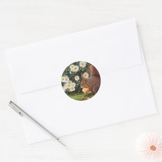 Red Squirrel and Daisies Cute Photo Ronde Sticker (Envelop)