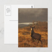 Red Stag Briefkaart (Voorkant / Achterkant)