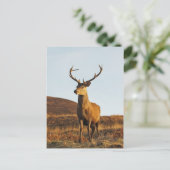 Red Stag Briefkaart (Staand voorkant)