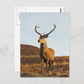 Red Stag Briefkaart (Voorkant / Achterkant)