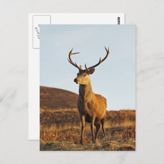 Red Stag Briefkaart (Voorkant / Achterkant)