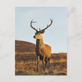 Red Stag Briefkaart (Voorkant)