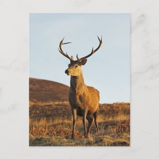 Red Stag Briefkaart (Voorkant)