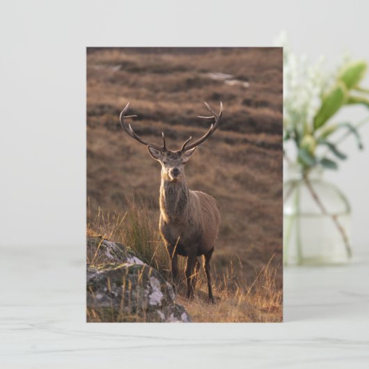 Red Stag Invitation Kaart (Staand voorkant)