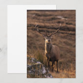 Red Stag Invitation Kaart (Voorkant / Achterkant)