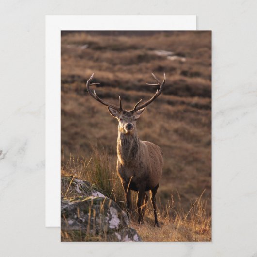 Red Stag Invitation Kaart (Voorkant / Achterkant)