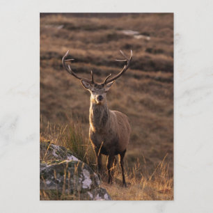 Red Stag Invitation Kaart
