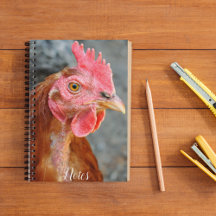 Red Star Chicken Hen Foto