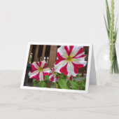 Red Star Petunia-bloemen Kaart (Voorkant)