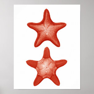 Red Starfish nr. 2 Nautical Wall Art Decor Print