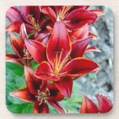 Red Stargazer Lily Bier Onderzetter (Voorkant)