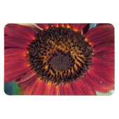 Red Sunflower Magnet Magneet (Horizontaal)