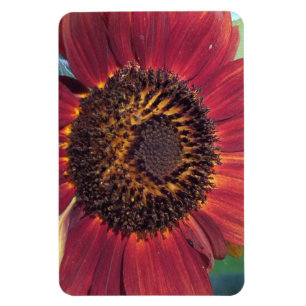 Red Sunflower Magnet Magneet