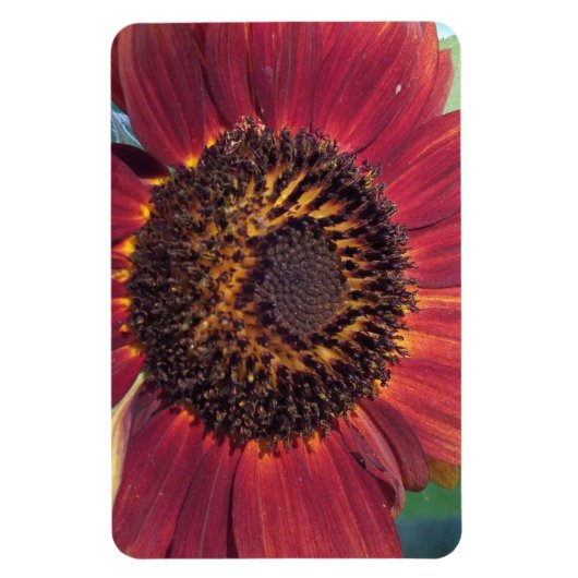 Red Sunflower Magnet Magneet (Verticaal)