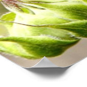 Red Sunflower Poster met Matthew 5:14 Bijbelverse (Hoek)