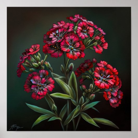 Red Sweet William Flower Art Print Poster (Voorkant)