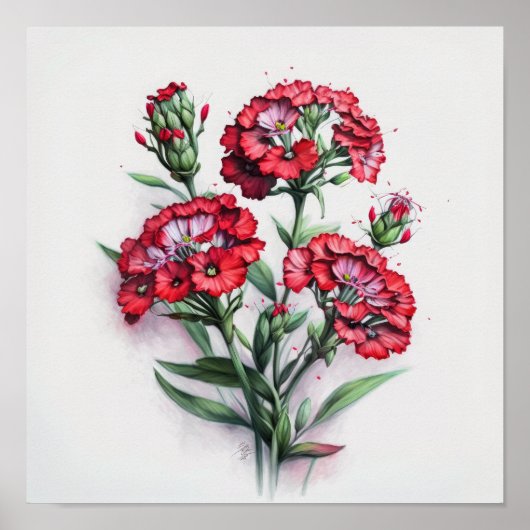 Red Sweet William Flower Art Print Poster (Voorkant)