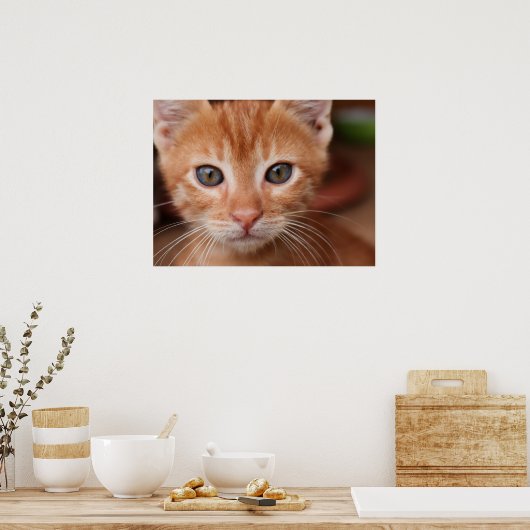 Red Tabby Kitten Poster (Keuken)