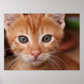 Red Tabby Kitten Poster (Voorkant)