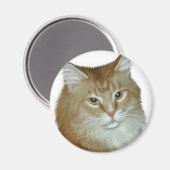Red Tabby Maine Coon Magneet (Voorkant / Achterkant)