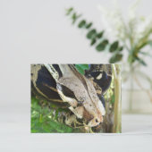 Red Tail Boa Briefkaart (Staand voorkant)