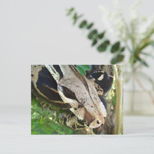Red Tail Boa Briefkaart (Staand voorkant)