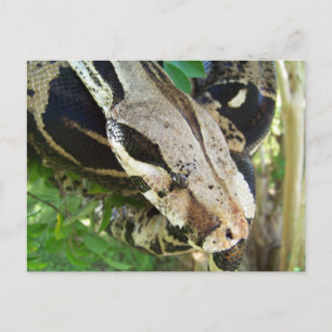 Red Tail Boa Briefkaart