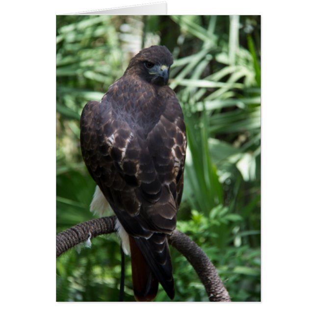 Red Tail Hawk Bird Kaart (Voorkant)