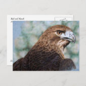 Red-tail Hawk Briefkaart (Voorkant / Achterkant)