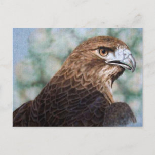 Red-tail Hawk Briefkaart