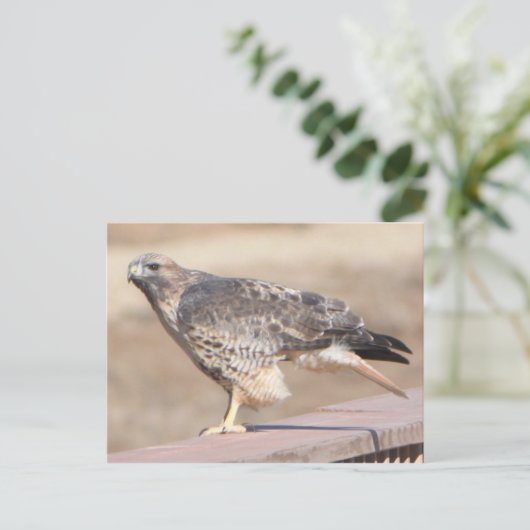 Red Tail Hawk Briefkaart (Staand voorkant)