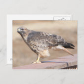 Red Tail Hawk Briefkaart (Voorkant / Achterkant)