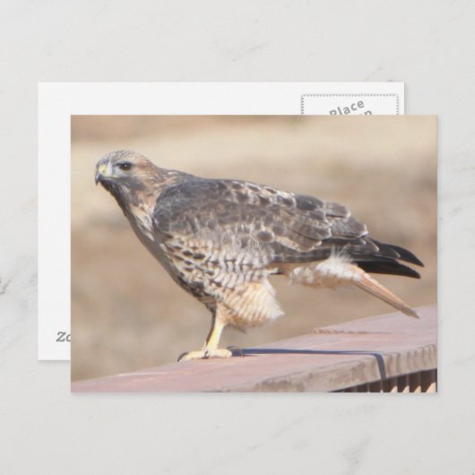 Red Tail Hawk Briefkaart (Voorkant / Achterkant)